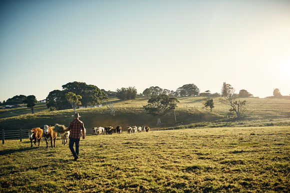 Establishing a new pasture