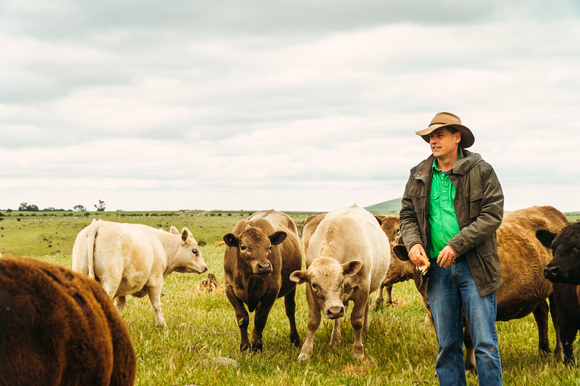 Pain relief use in southern cattle