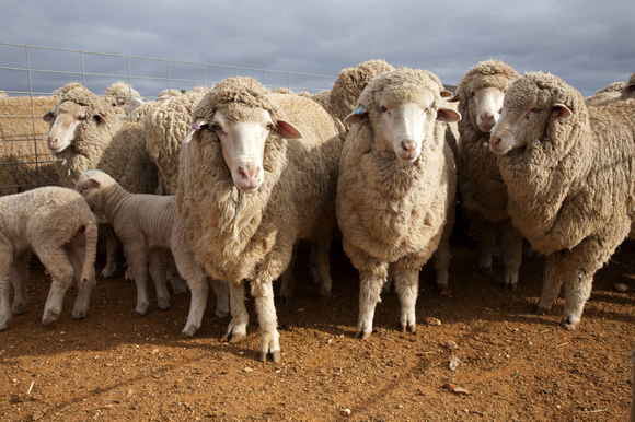 Pain relief use in sheep