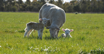 pasture-persistence-feature-img