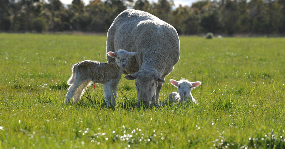 Introduction to MateSel