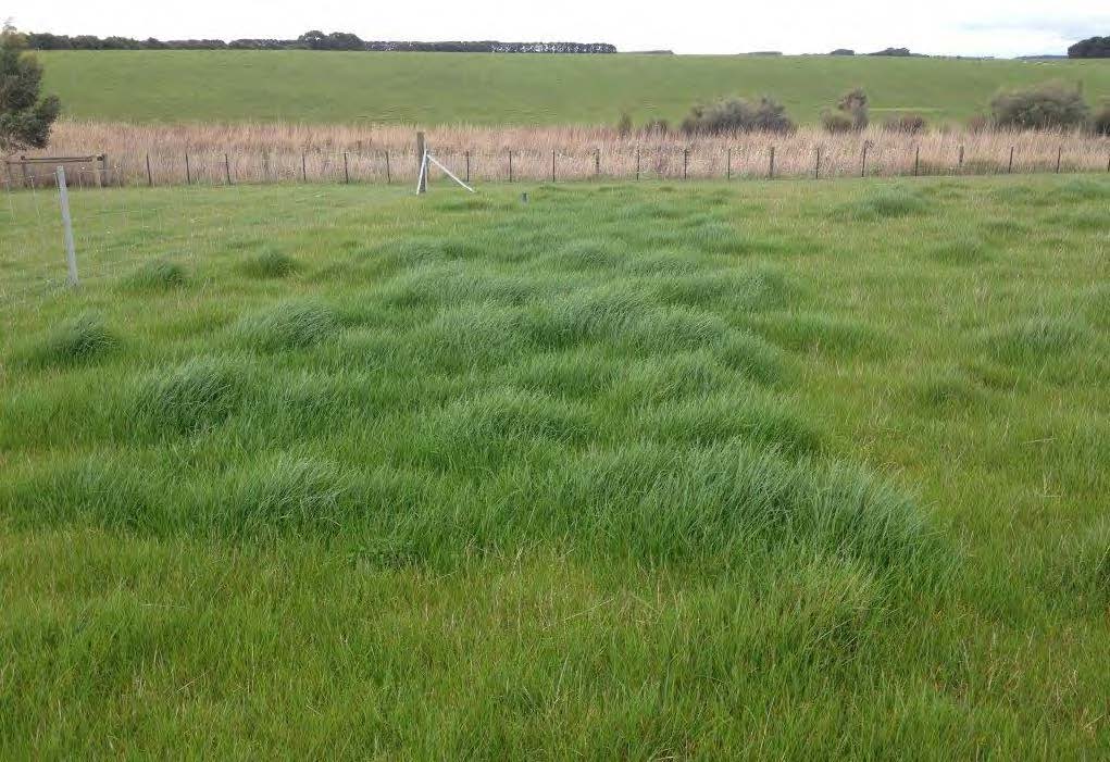 Visual indicators of soil condition