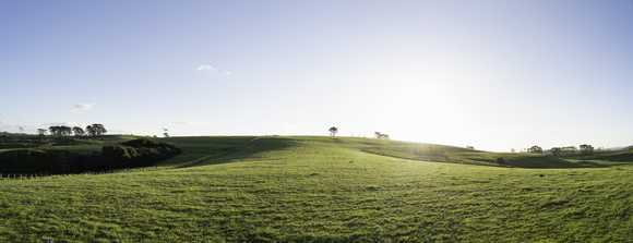 How to shop for a high-performing bull