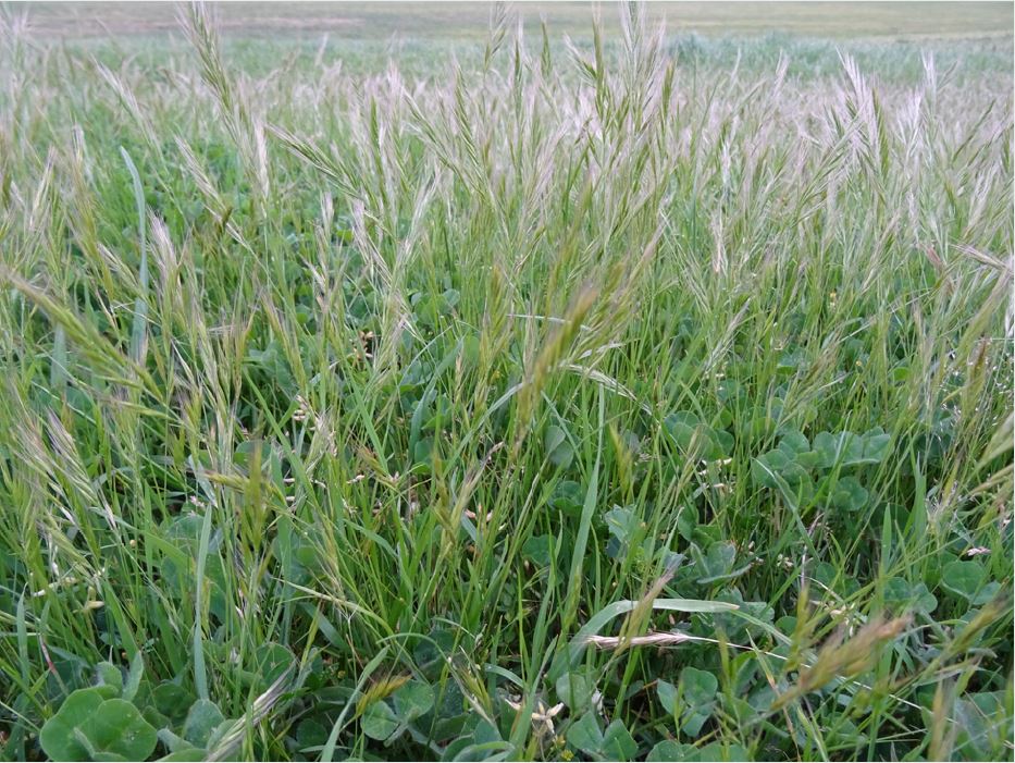 Winter cleaning pastures