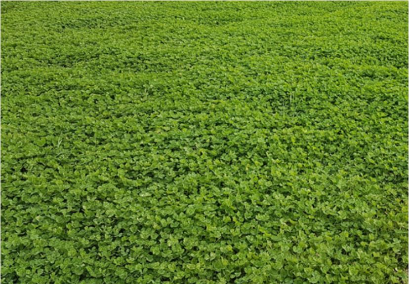 Spray-grazing to remove weeds