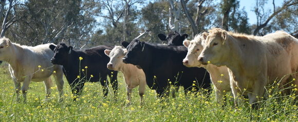 Vaccination for southern cattle