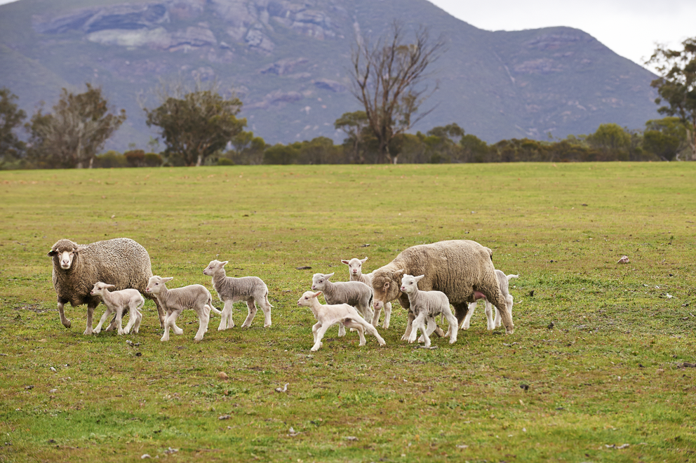 Vaccination in sheep flocks