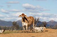 Why do cattle need phosphorus?
