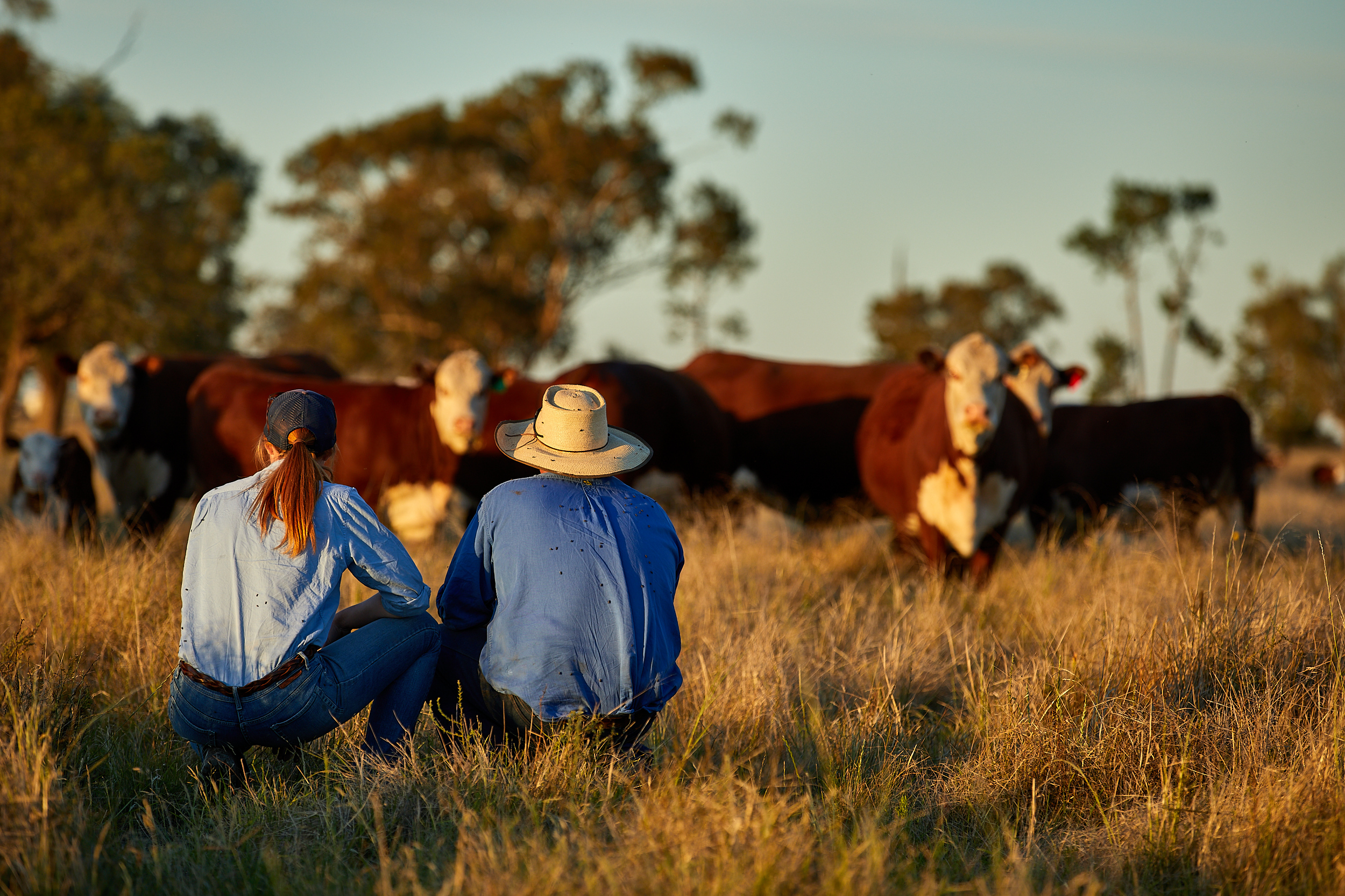 Concepts of animal breeding and genetics