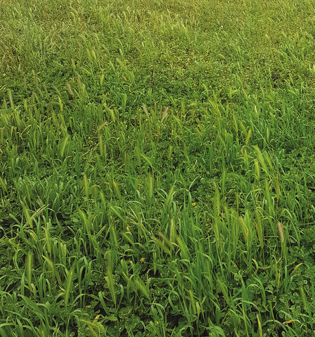 Using hay and silage production to remove annual grasses