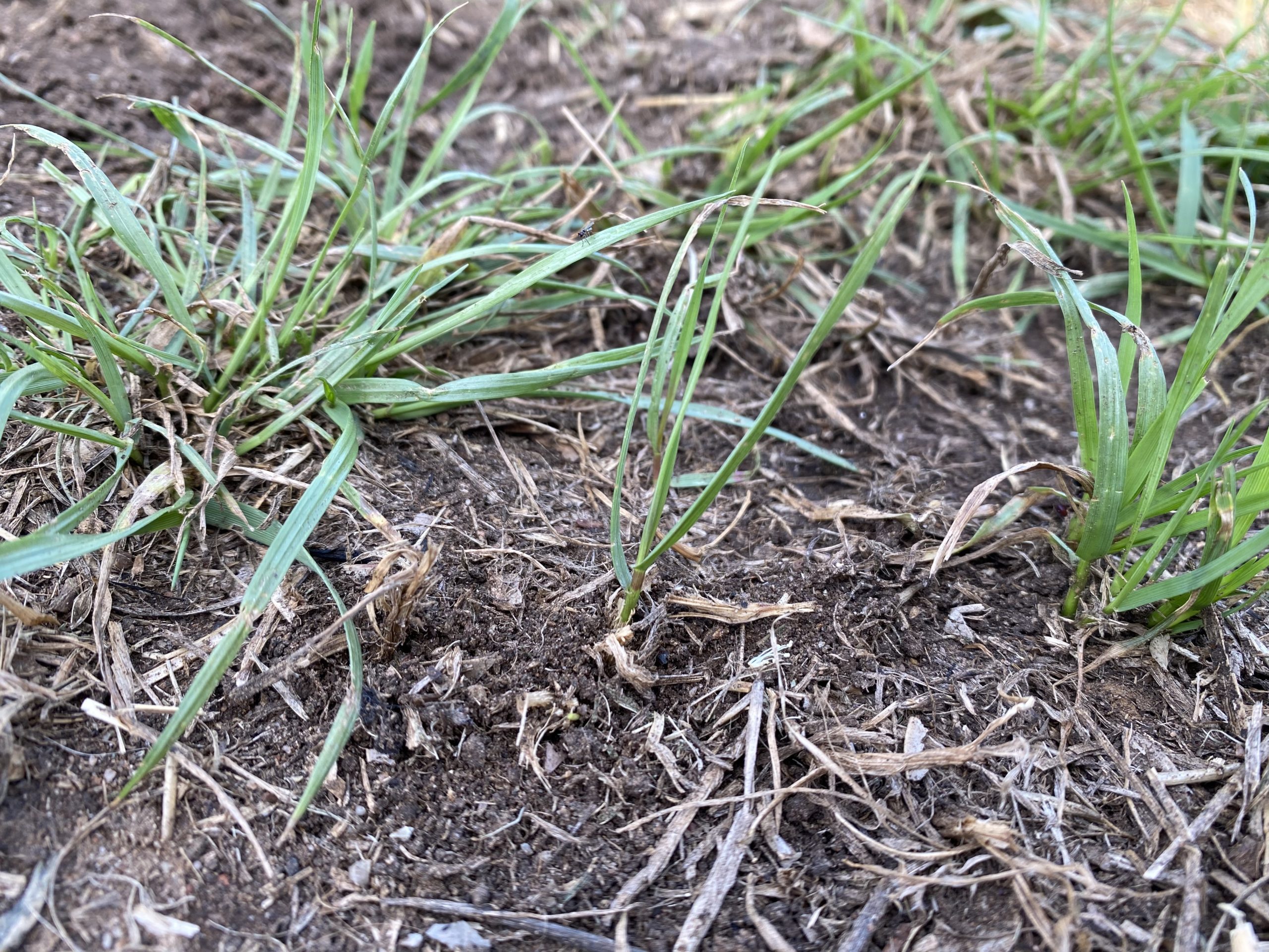 Optimising seedling recruitment to avoid resowing