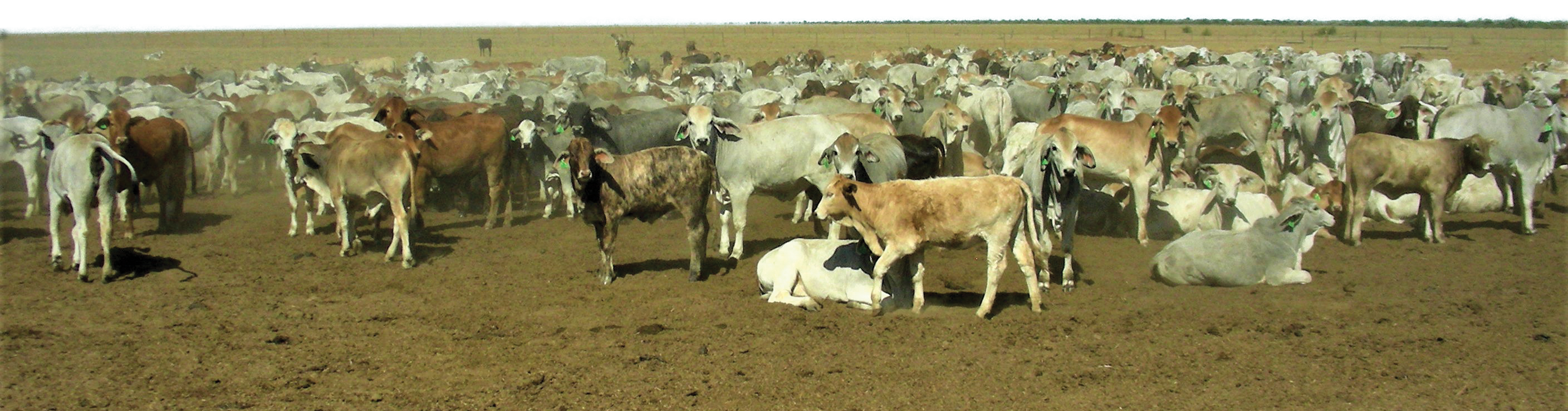 Weaner management in northern beef herds