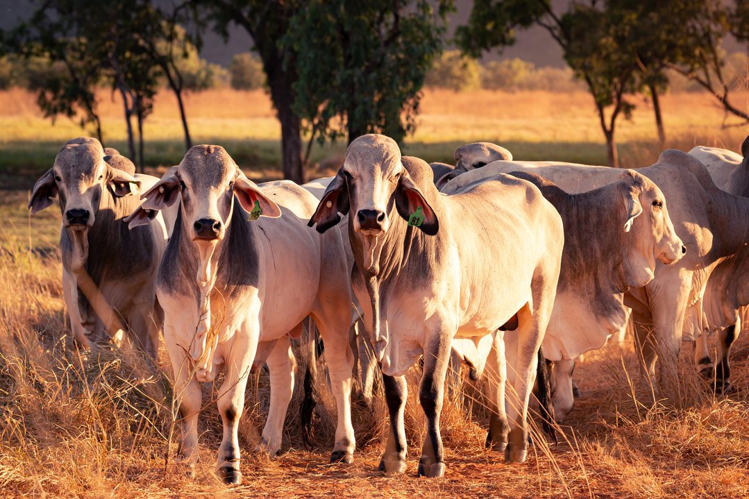 Managing northern heifers pre-joining