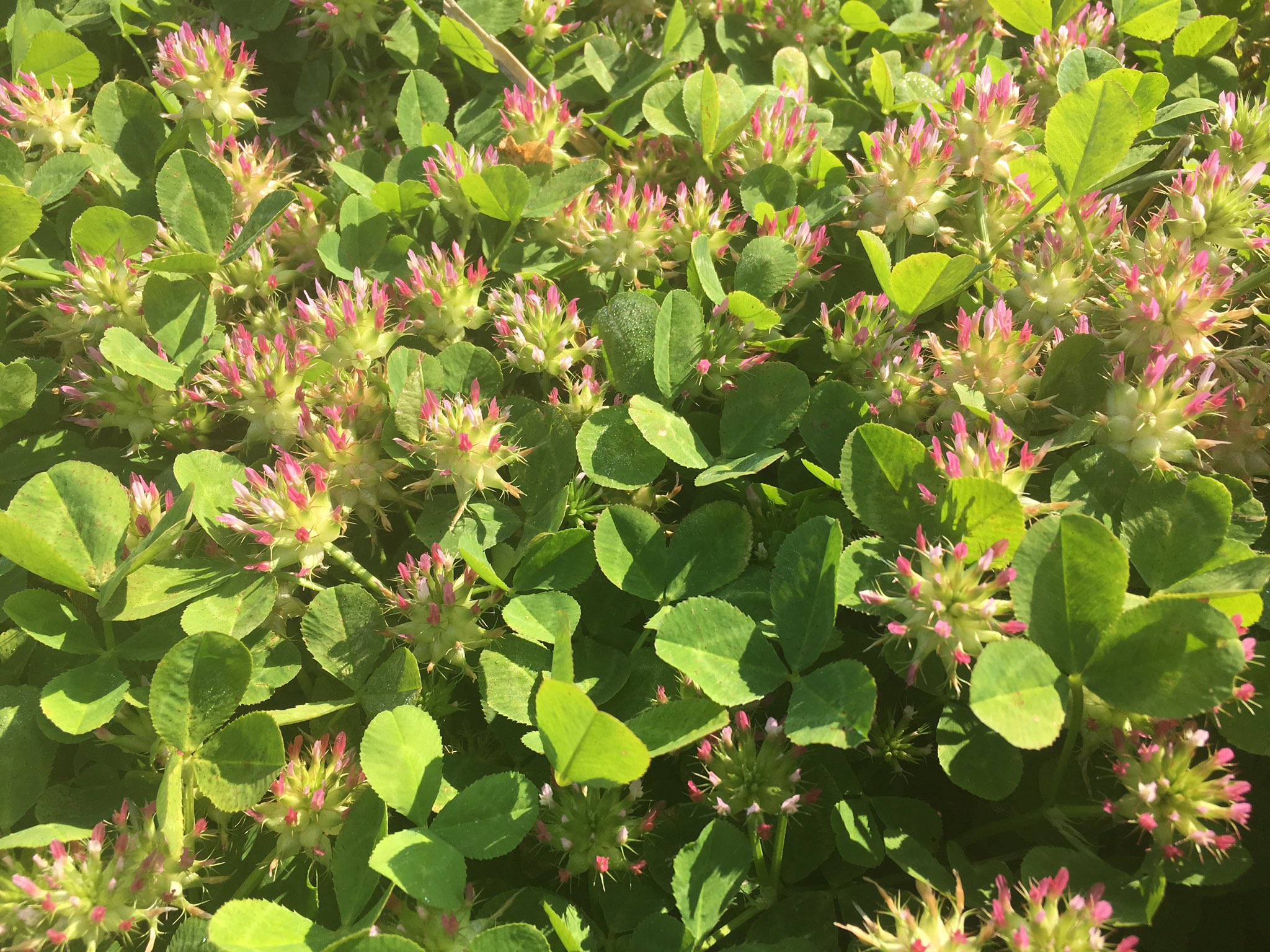 Utilising legumes in the mixed farming zone