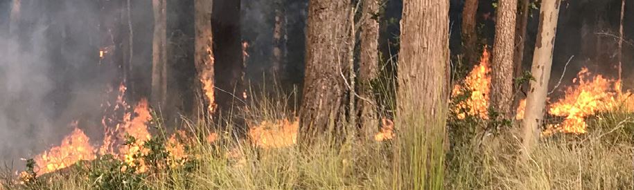 Bushfire preparation