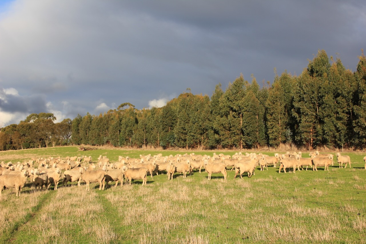 Trees on Farms