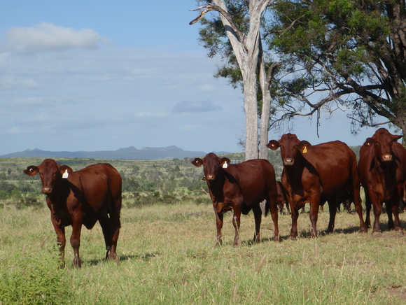 BREEDPLAN Estimated Breeding Values