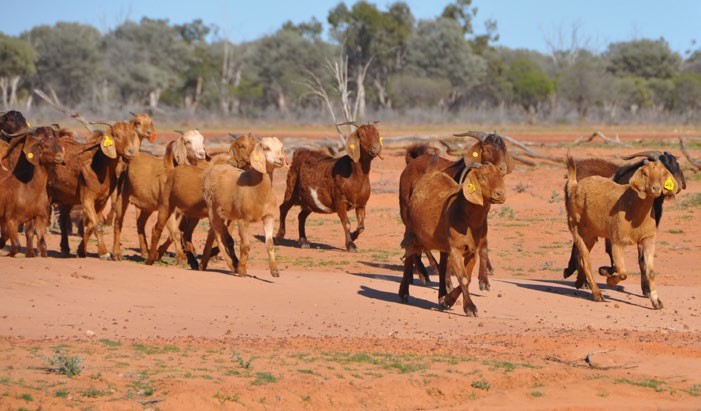 Profitability in goat production