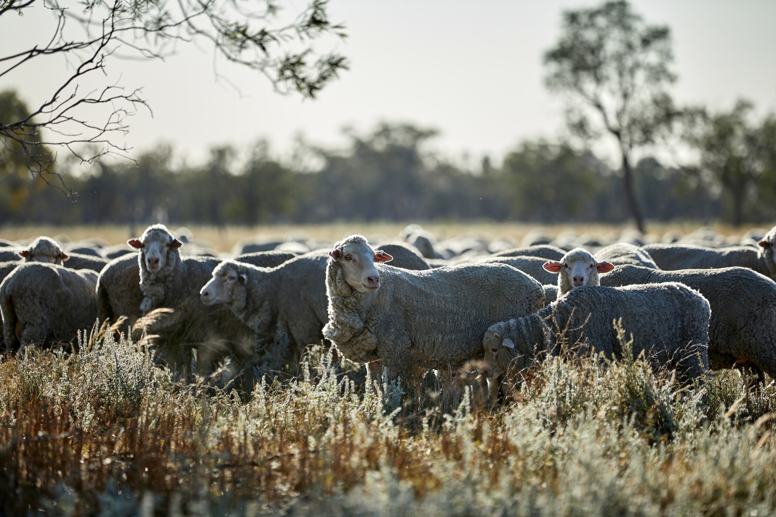 Understanding your genetic evaluation