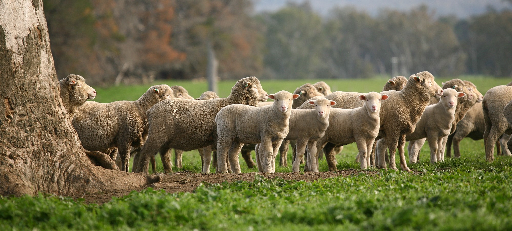 Module 12: Efficient pastoral production