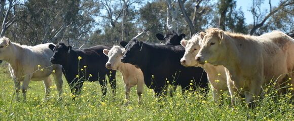 MSA_Generic farm image